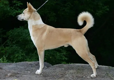 Chien de Canaan en photo