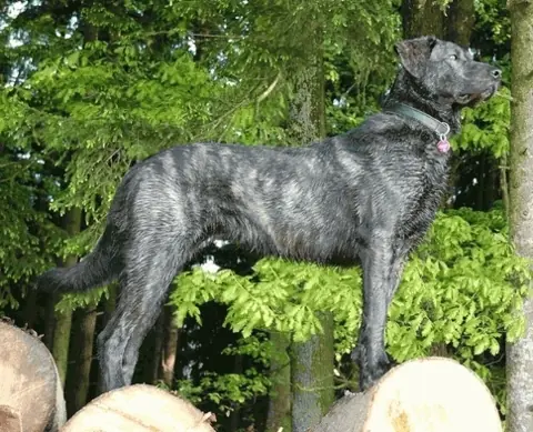 Chien de Castro Laboreiro en photo
