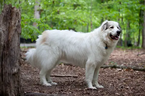 Chien de montagne des Pyrénées en photo
