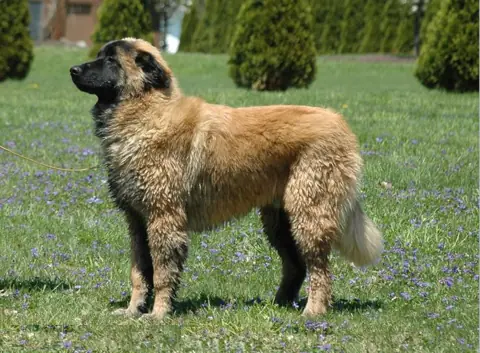 Chien de montagne portugais en photo