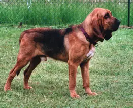 Chien de Saint-Hubert en photo