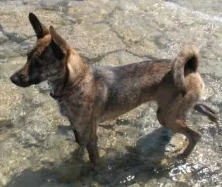 Chien de Taïwan en photo