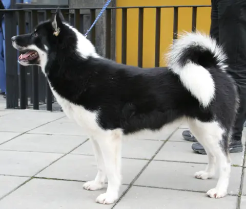 Chien du Groenland en photo