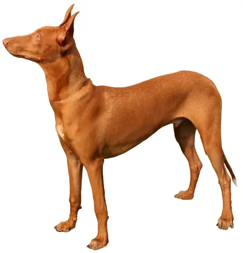 Chien du pharaon en photo