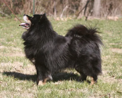 Chien finnois de Laponie en photo