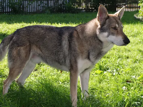 Chien-loup de Saarloos en photo