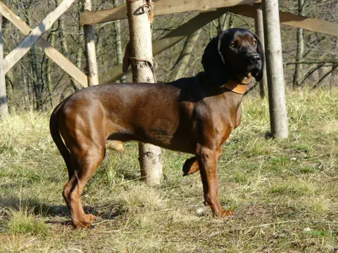 Chien rouge de Bavière en photo