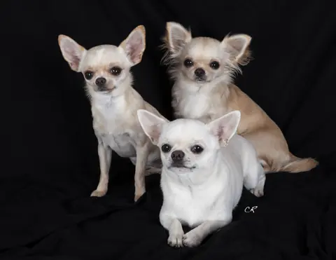 Chihuahua en photo