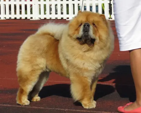 Chow-chow en photo
