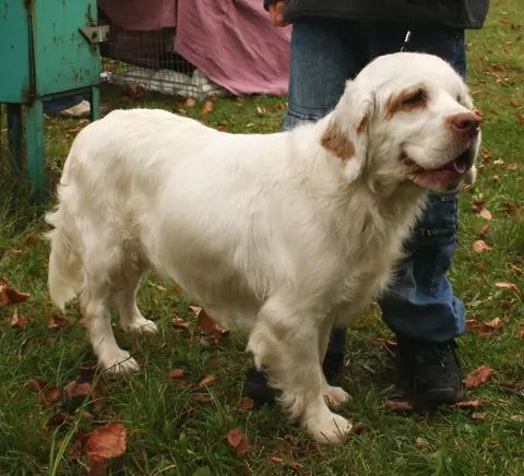 Clumber Spaniel en photo