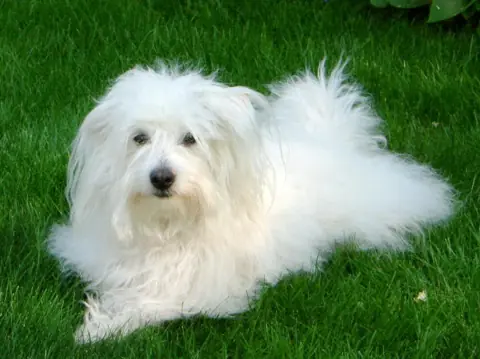 Coton de Tuléar en photo