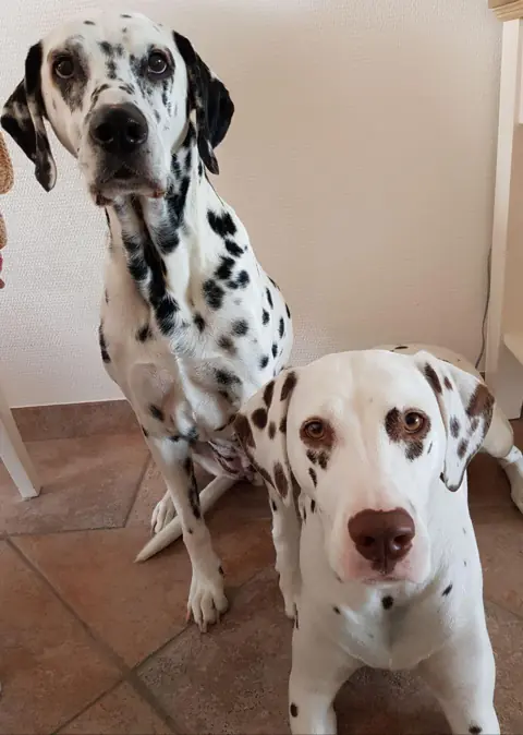 Dalmatien en photo