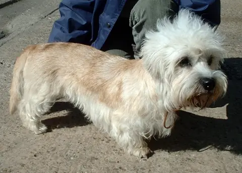 Dandie Dinmont Terrier en photo