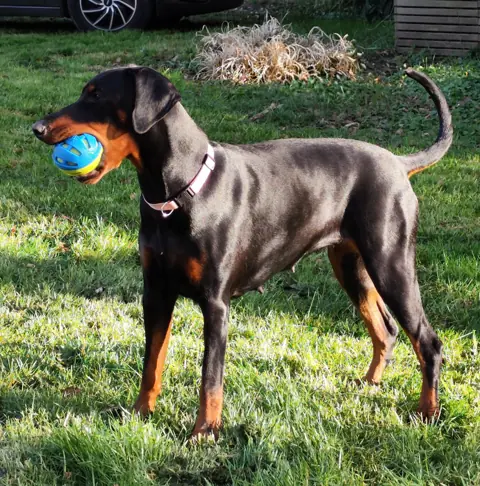 Dobermann en photo