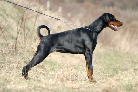 Dobermann — photo de la race