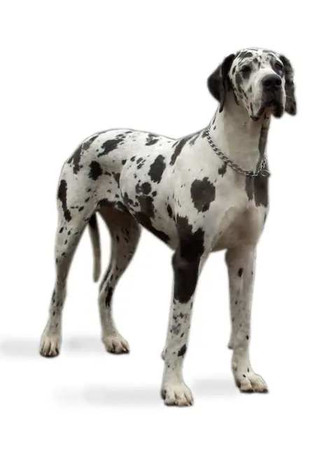 Dogue allemand en photo