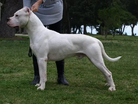 Dogue argentin en photo