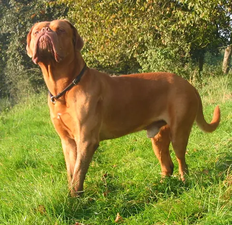 Dogue de Bordeaux en photo