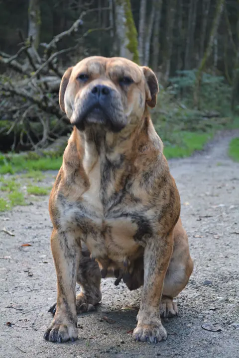 Dogue de Majorque en photo