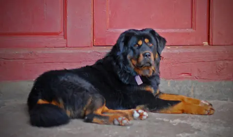 Dogue du Tibet en photo