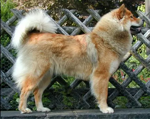 Eurasier en photo