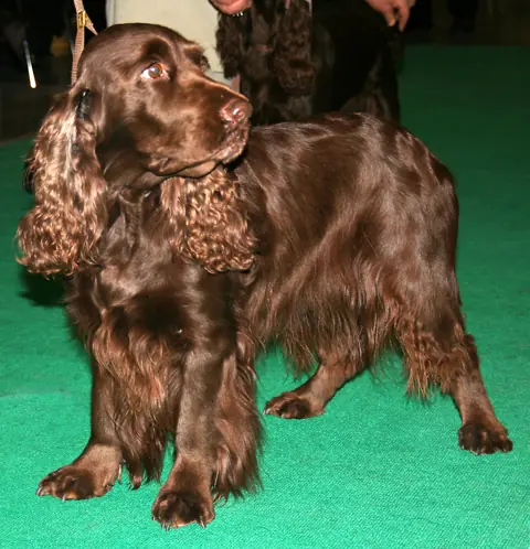 Field Spaniel en photo
