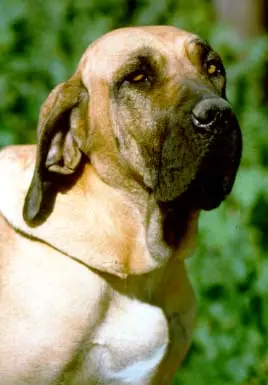 Fila Brasileiro en photo