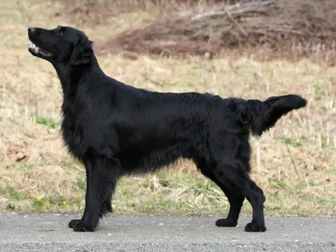 Flat-Coated Retriever en photo