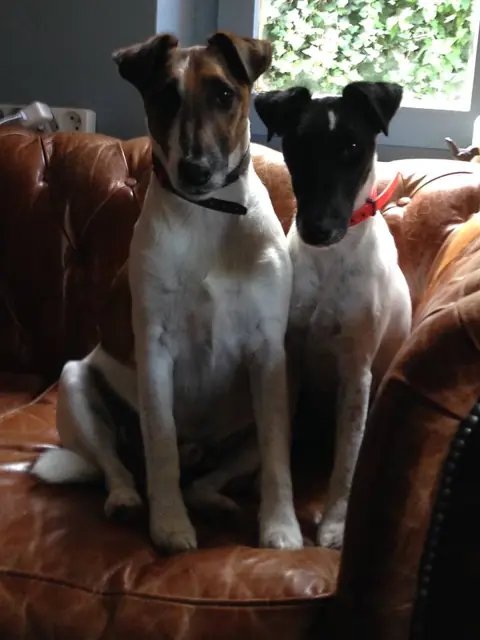 Fox Terrier en photo