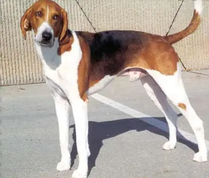 Foxhound américain en photo
