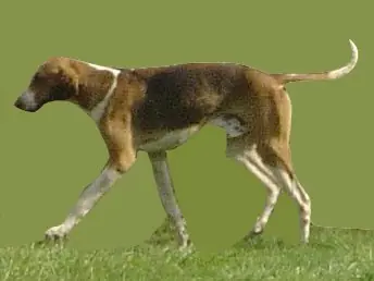 Foxhound anglais en photo