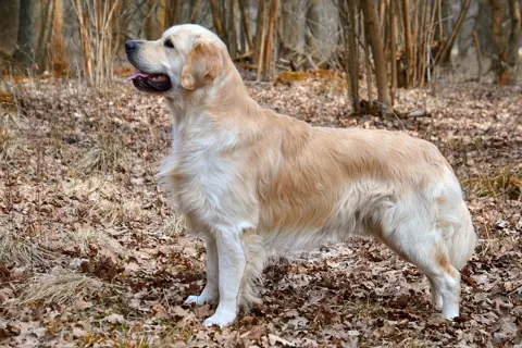 Golden Retriever en photo