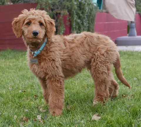 Goldendoodle en photo