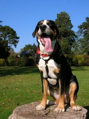 Grand bouvier suisse en photo