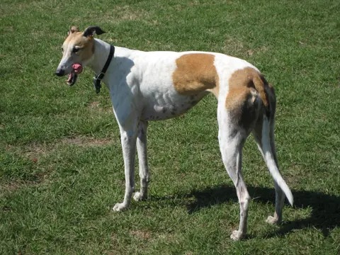 Greyhound en photo