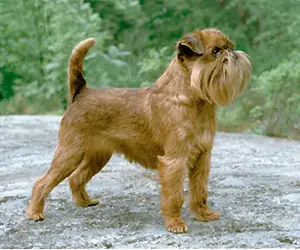 Griffon bruxellois en photo
