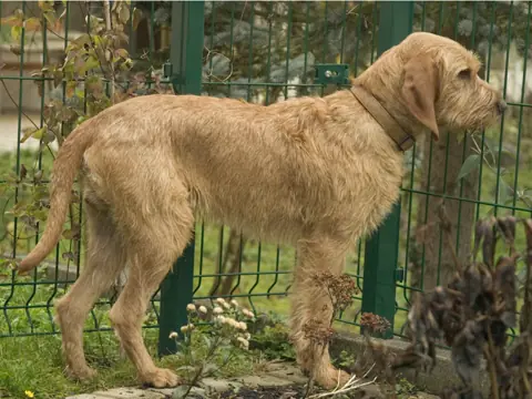 Griffon fauve de Bretagne en photo