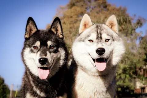 Husky sibérien en photo