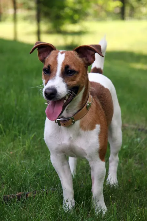 Jack Russel en photo