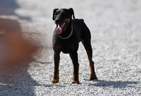 Jagdterrier en photo