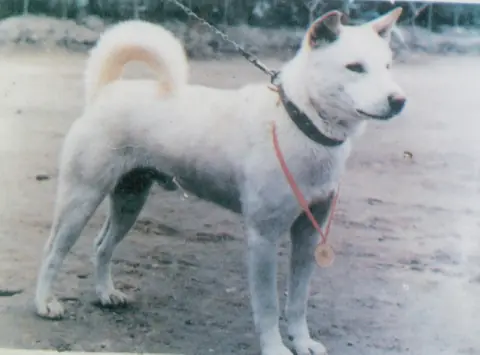 Jindo coréen en photo
