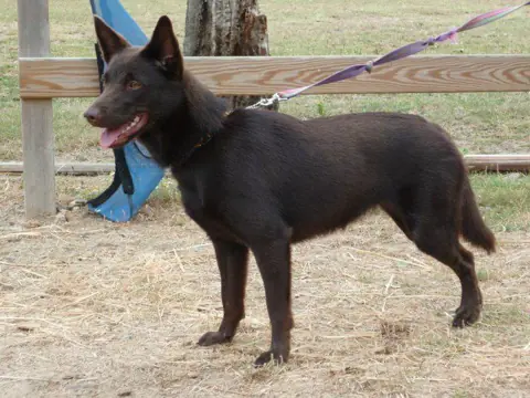 Kelpie australien en photo