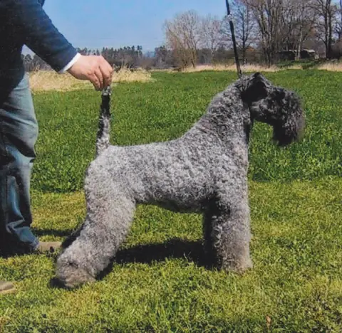Kerry Blue Terrier en photo