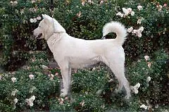 Kishu en photo