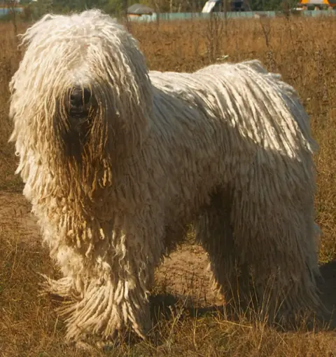 Komondor en photo
