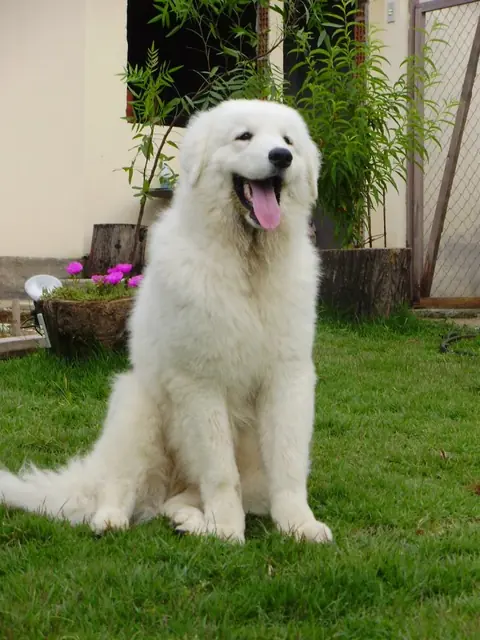 Kuvasz en photo