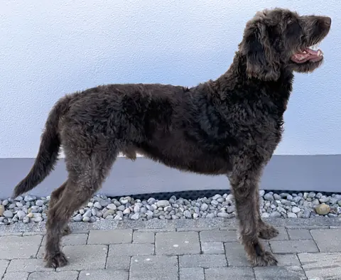 Labradoodle en photo