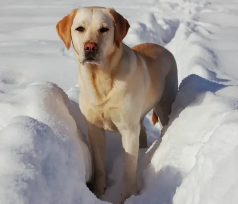 Labrador en photo