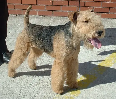 Lakeland Terrier en photo