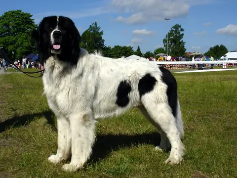 Landseer en photo